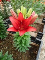 [5018 TinyDragon No01.JPG]